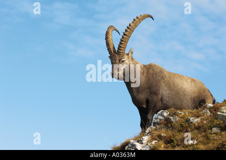 Alpine Ibex - maschio in piedi su una roccia / Capra ibex Foto Stock