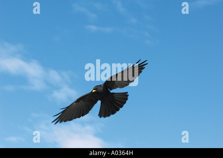 Gracchio alpino - battenti / Pyrrhocorax graculus Foto Stock