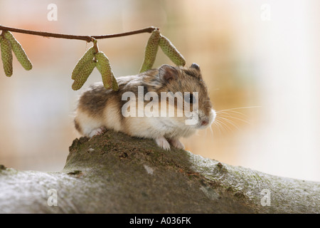 Campbell's criceto nano sotto il ramoscello / Phodopus campbelli Foto Stock