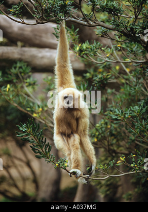 Bianco-consegnato gibbone, lar gibbone (Hylobates lar) appesi a un ramo Foto Stock