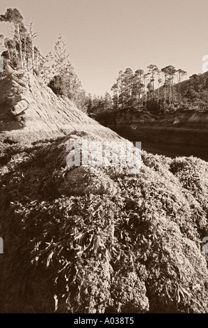 Regina Cove West Coast Vancouver Island British Columbia Canada Foto Stock