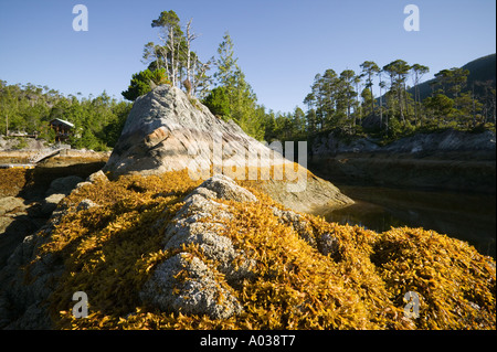 Regina Cove West Coast Vancouver Island British Columbia Canada Foto Stock