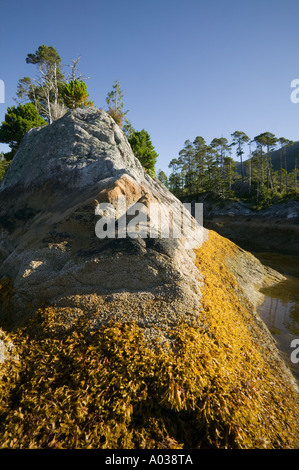 Regina Cove West Coast Vancouver Island British Columbia Canada Foto Stock