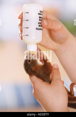 Rosso europeo scoiattolo (Sciurus vulgaris). Giovani orfani bottiglia essendo alimentato in Germania Foto Stock