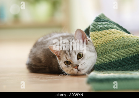 British Shorthair cat, che giace accanto al rug Foto Stock