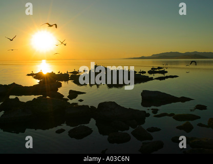 Gabbiani in volo in silhouette contro un brillante tramonto su rocce scoscese nel grande lago salato vicino a Siracusa, Utah. Foto Stock