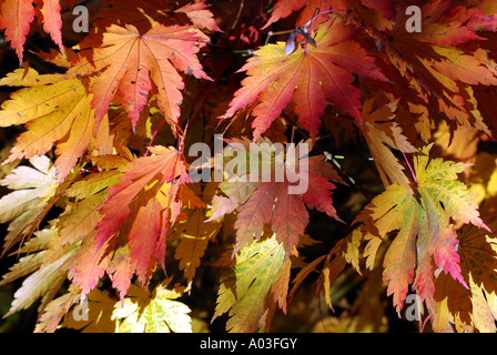 Acer japonicum, LUNA PIENA acero in autunno, Westonbirt Arboretum, Gloucestershire, England, Regno Unito Foto Stock