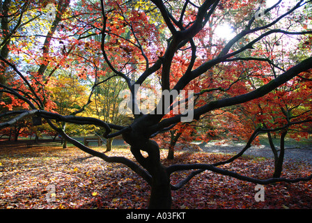 Acer Glade in autunno, Westonbirt Arboretum, Gloucestershire, England, Regno Unito Foto Stock