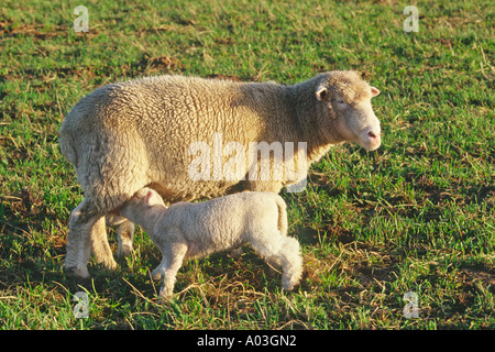 Agnello alimentazione da pecora Foto Stock