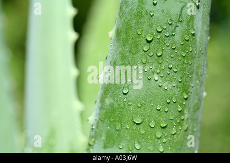 Impianto di masterizzazione aloe vera Foto Stock