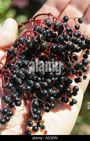 Sambuchi Sambucus nigra Foto Stock