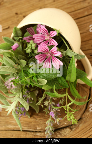 Le erbe medicinali per infusione Foto Stock