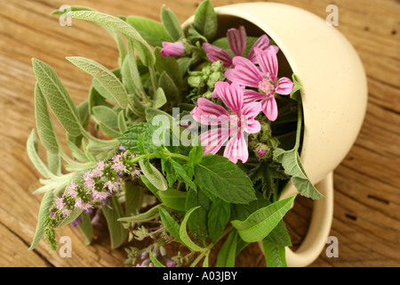 Le erbe medicinali per infusione Foto Stock