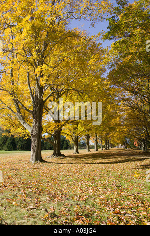 Acero in autunno Manchester, New Hampshire Foto Stock