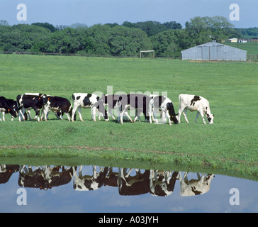 Eccellente HOLSTEIN le giovenche e i tori di 9 mesi di età in Texas Foto Stock