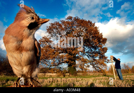 Una jay osserva gli sforzi per attrarla per allevare nella foresta nazionale del Derbyshire Regno Unito. Il suo cibo preferito, ghiande, sono messi su un tavolo di uccello vicino ad un albero di quercia. Foto Stock