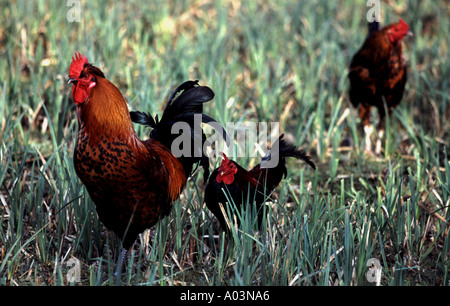 Free-range polli biologici su una piccola azienda in Bawdsey, Suffolk, Regno Unito. Foto Stock