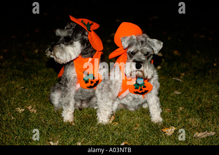 Due Schnauzers in miniatura vestito in zucca di Halloween costumi. Foto Stock