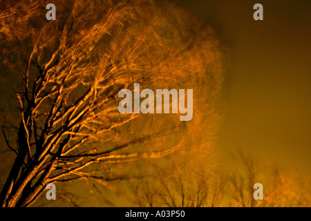 Alberi in tempesta di neve Foto Stock