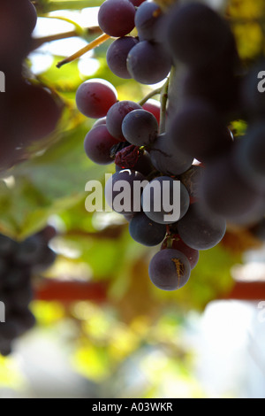 Messa a fuoco selettiva fotografia di un grappolo di uva Concord su un vitigno spazio copia Foto Stock