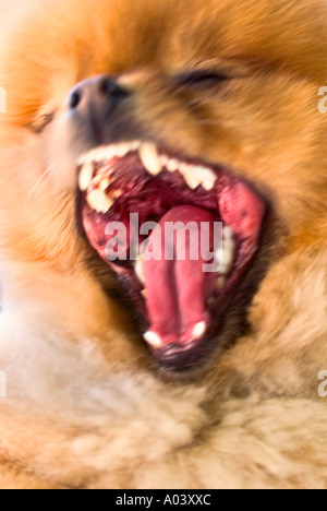 Immagine sfocata di Mad Dog con ganasce aperte e denti esposti Foto Stock
