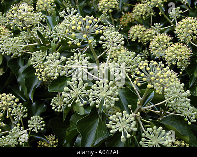 Hedera helix in fiore edera comune Foto Stock