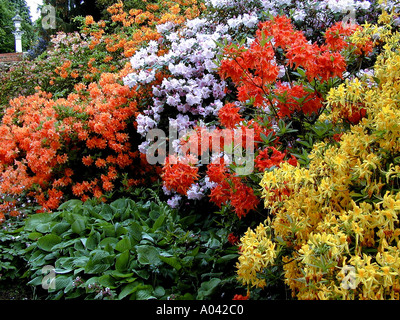 Con vista sul giardino con Rododendri e azalee fiori Foto Stock