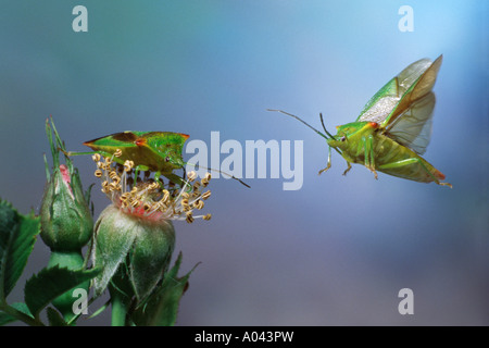 Biancospino bug di protezione (Acanthosoma haemorrhoidale) Foto Stock