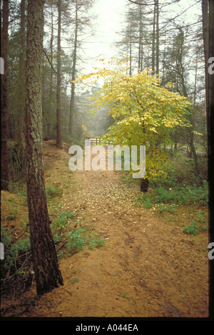 WOODLANDVIEW Foto Stock