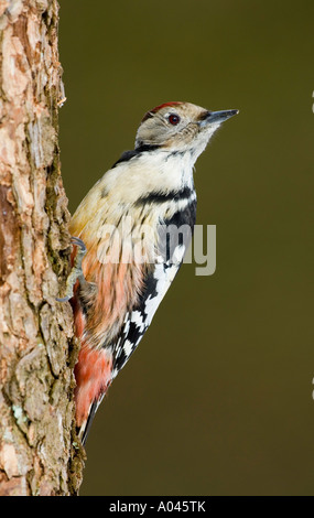 Medio-macchie Picchio (Dendrocopos medius, Picoides medius) Foto Stock