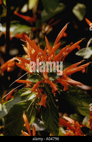 Red Buckeye Aesculus pavia trovati in Blanco County Texas Foto Stock