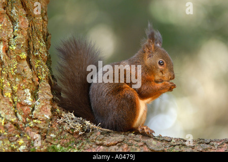 Scoiattolo rosso Sciurus vulgaris Foto Stock