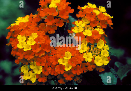 Texas Lantana Lantana horrida sul lato dell'autostrada vicino Stockdale Texas Foto Stock