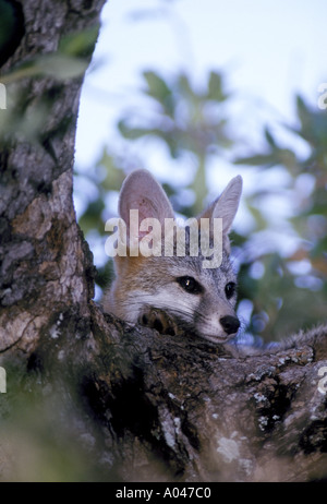 Gray Fox Urocyon cinereoargenteus nella struttura ad albero Foto Stock