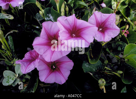 Piede di capra gloria di mattina Railroad Vine Ipomoea pes caprae photographred sulla Mustang isola vicino a Port Aransas Texas Foto Stock