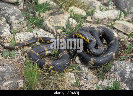 Il russo biacco / Elaphe schrenki, Ussuriland, sud estremo Oriente della Russia Foto Stock