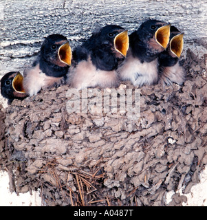 Giovani Rondini (Hirundo rustica) in seduta il loro nido e pianto per alimenti Foto Stock