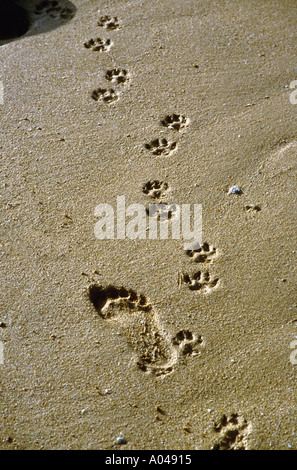 Footprint e pawprints sulla sabbia bagnata nei Caraibi Foto Stock