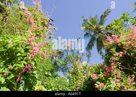 Africa Kenya Mombasa sole di mattina delle luci di fiori di bouganville e palme per motivi di Mombasa Club nei pressi di Fort Jesus Foto Stock