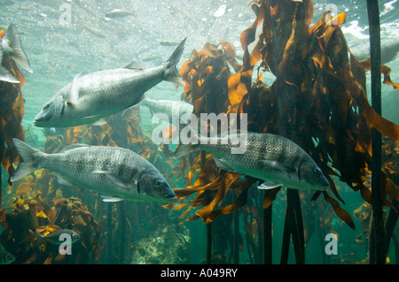 Sud Africa Cape Town Oceano Atlantico pesce nuotare nella foresta di Kelp presentano al Two Oceans Aquarium Foto Stock