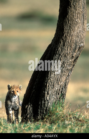 Africa Kenia Masai Mara Game Reserve Cheetah cubs Acinonyx jubatas alimentazione su Thomsons Gazelle kill sulla savana Foto Stock