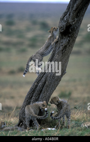 Africa Kenia Masai Mara Game Reserve Cheetah cub Acinonyx jubatas salite acacia albero tronco durante la riproduzione sulla savana Foto Stock