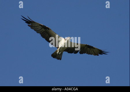 Osprey in volo - Florida, Stati Uniti d'America Foto Stock