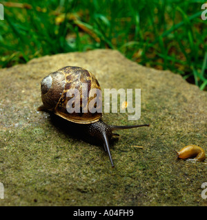 Pesti di giardino e di lumaca slug Foto Stock