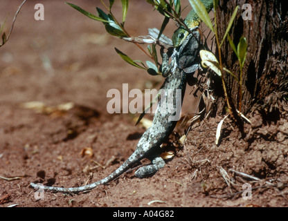 African boomslang mangiare chameleon Disphlidus typus Nord Est Africa Zambia Foto Stock