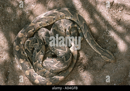 Puff comune sommatore Bitis arietans Zimbabwe Foto Stock