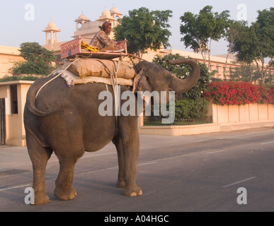 * Il Rajasthan Jaipur India asia novembre uno degli elefanti che portano i visitatori fino al Forte Amber sulla sua strada per una giornata di lavoro Foto Stock