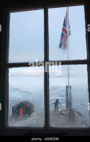 Port Lockroy in Antartide, guardando attraverso la finestra al pinguino Gentoo. Foto Stock