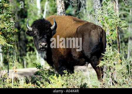 Legno (Bison bison athabascae) nel Parco Nazionale Wood Buffalo, Northwest Territories, Canada. Foto Stock