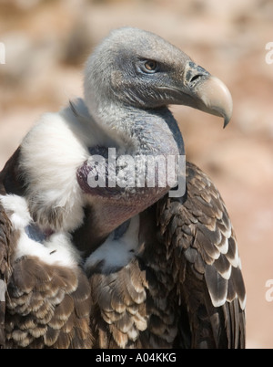 Close up di Grifone Gyps fulvus Foto Stock